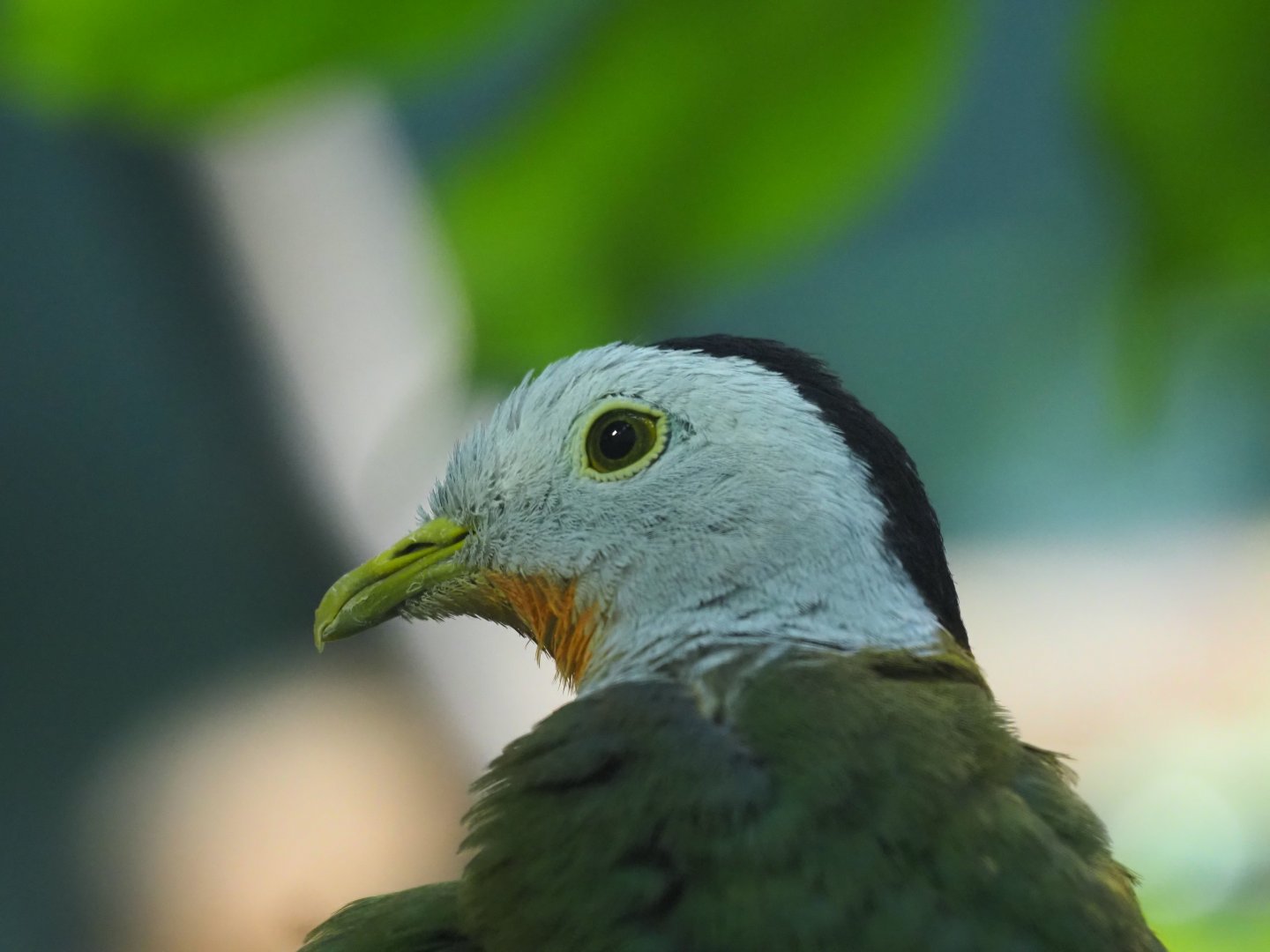 Black-Naped Fruit Dove