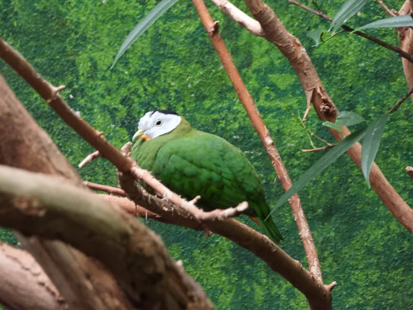 Black-naped fruit-dove