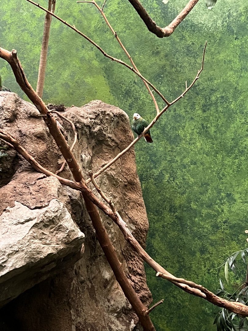 Black-Naped Fruit Dove