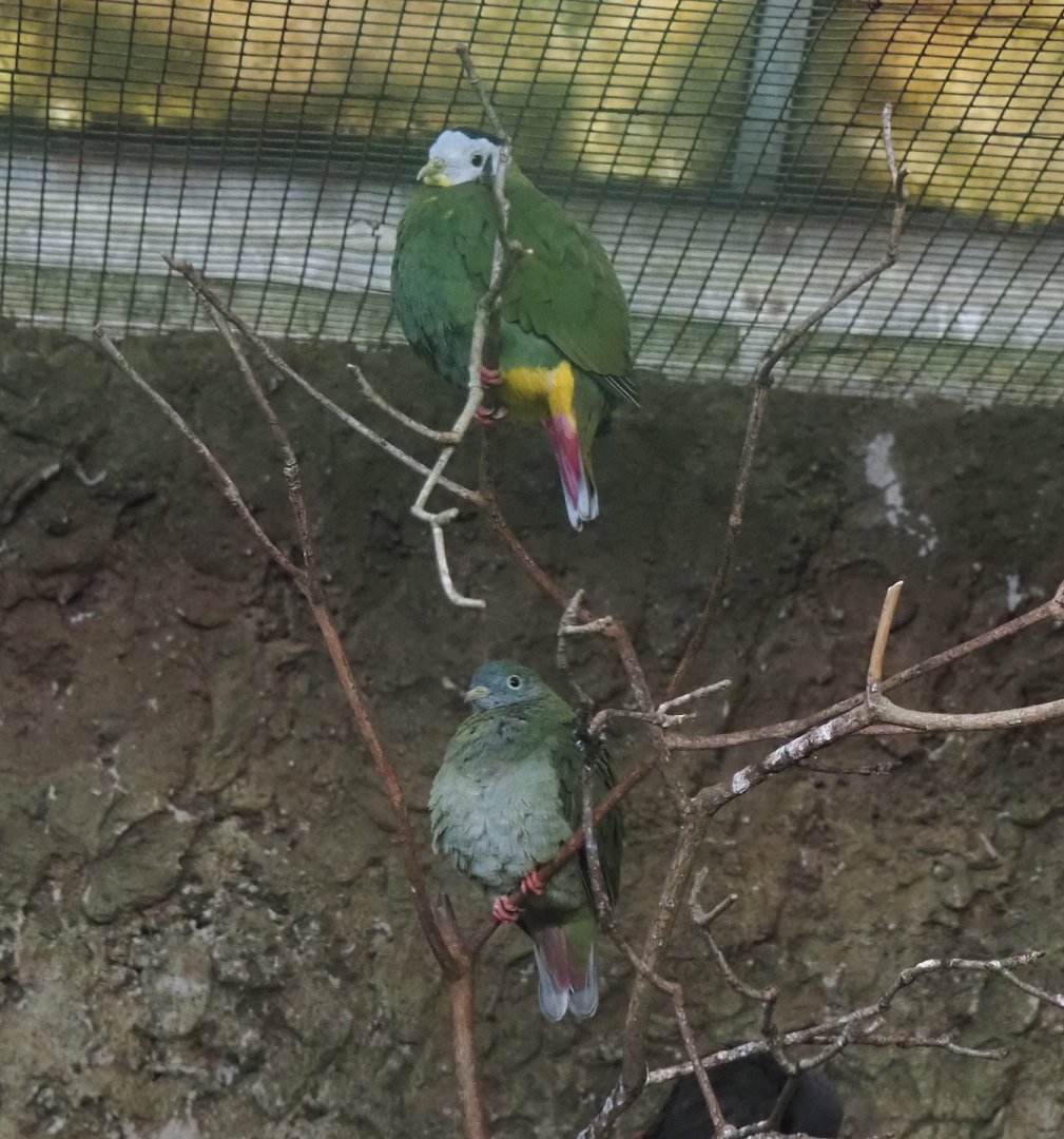 Black-naped fruit-doves (Ptilinopus melanospilus), 2024-05-22