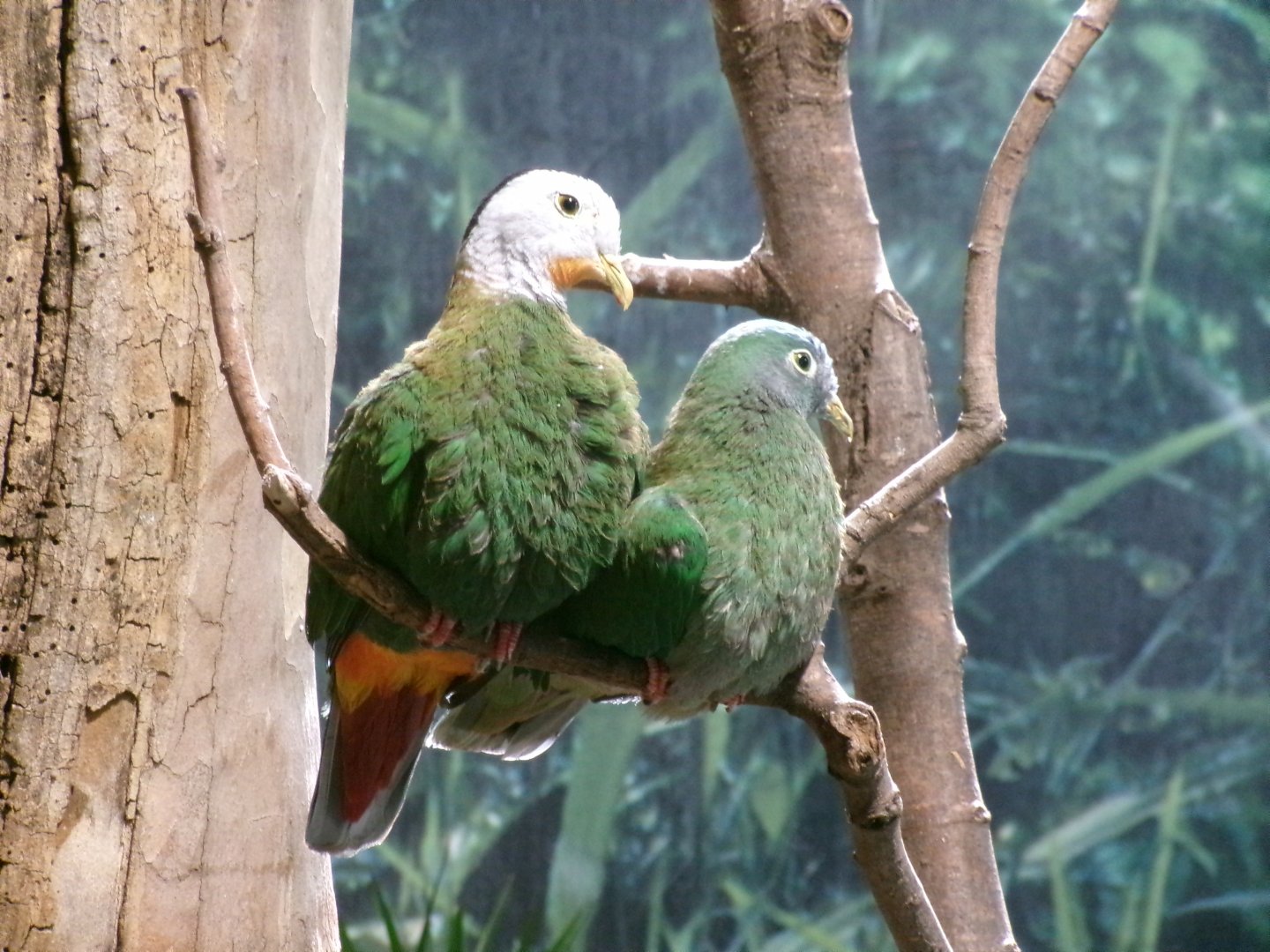 Black-naped fruit-doves