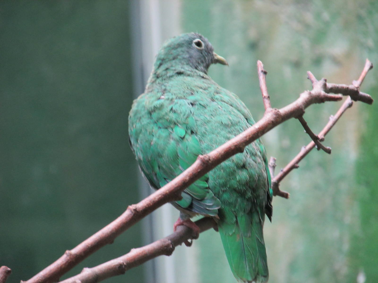 black naped fruit pidgeon barcelona zoo