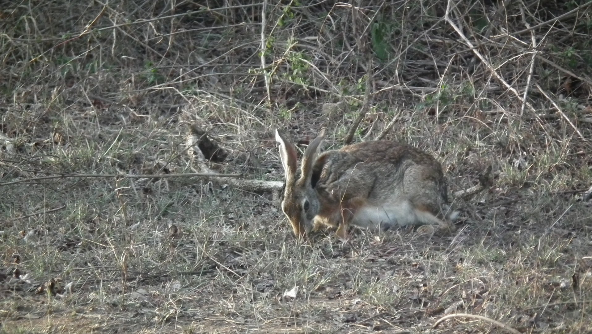 Black-naped Hare (Lepus nigricollis nigricollis)
