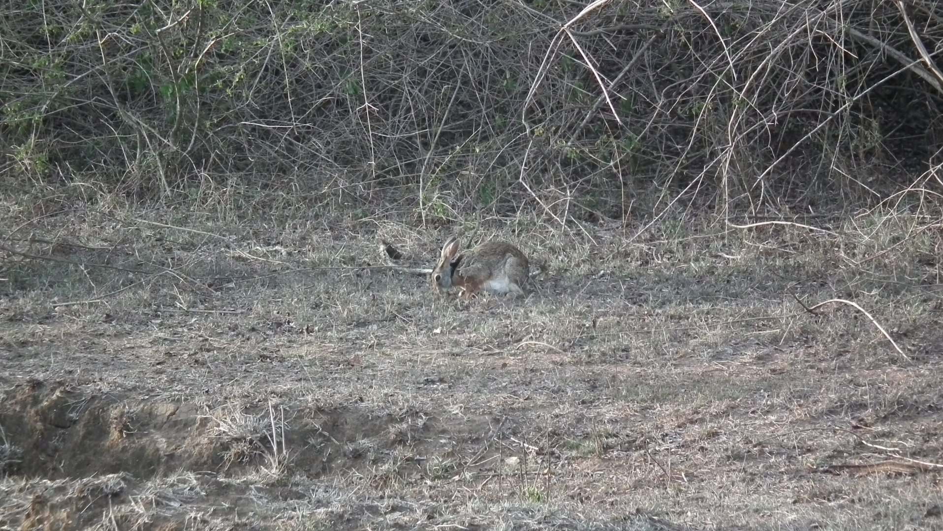 Black-naped Hare (Lepus nigricollis nigricollis)