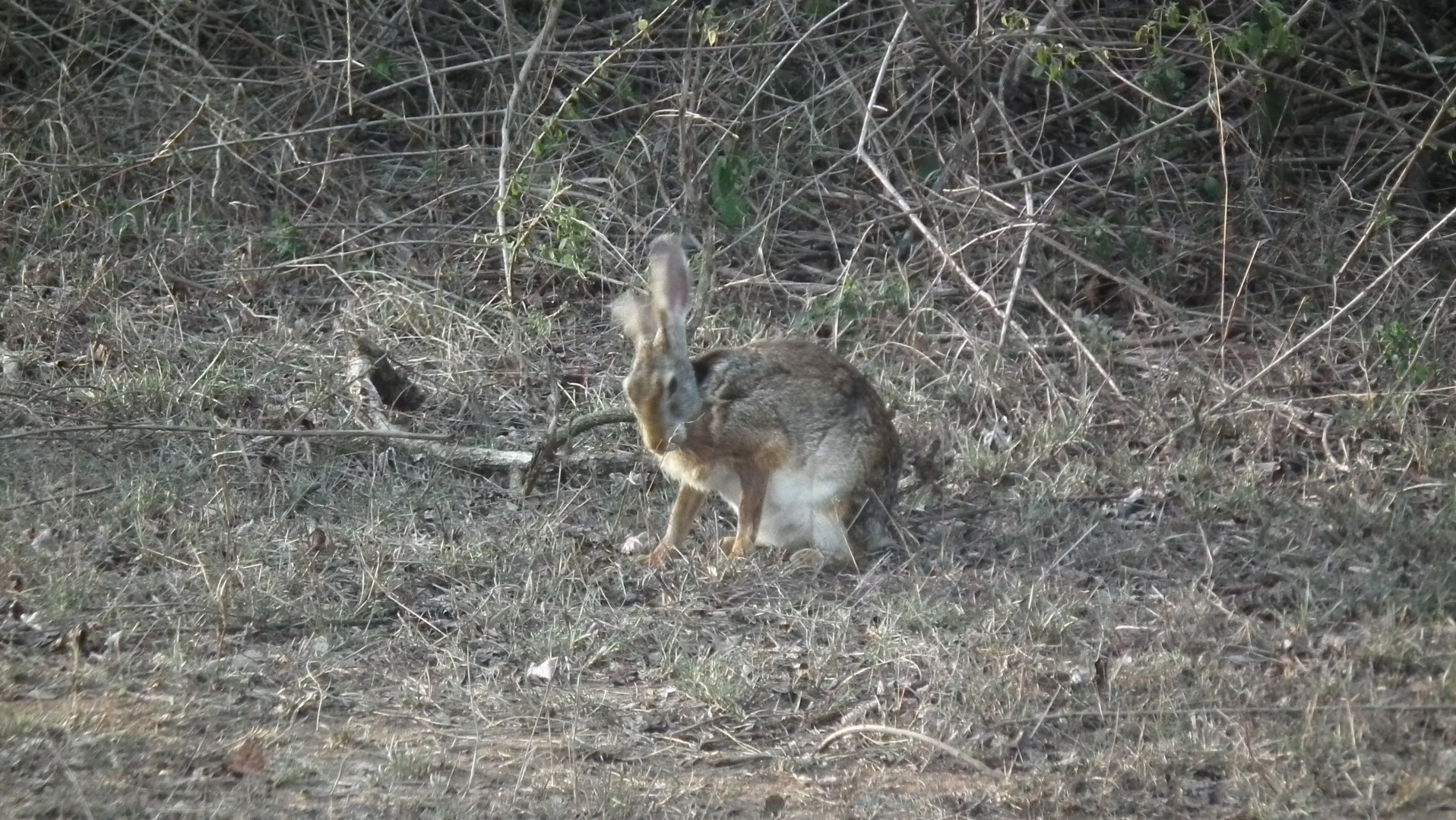 Black-naped Hare (Lepus nigricollis nigricollis)