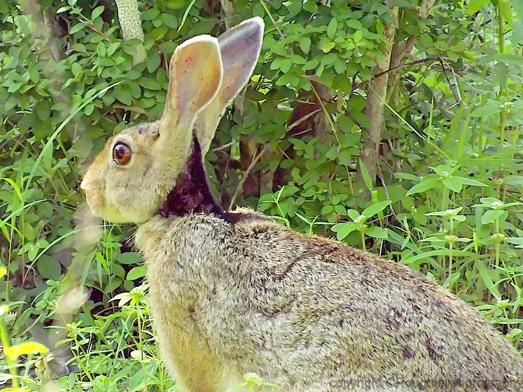 Black naped hare
