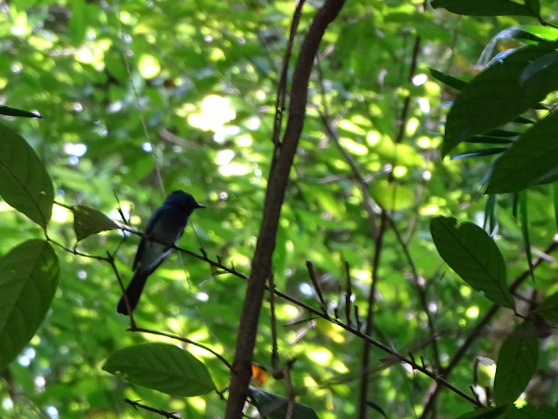 Black-naped monarch (Hypothymis azurea galerita)