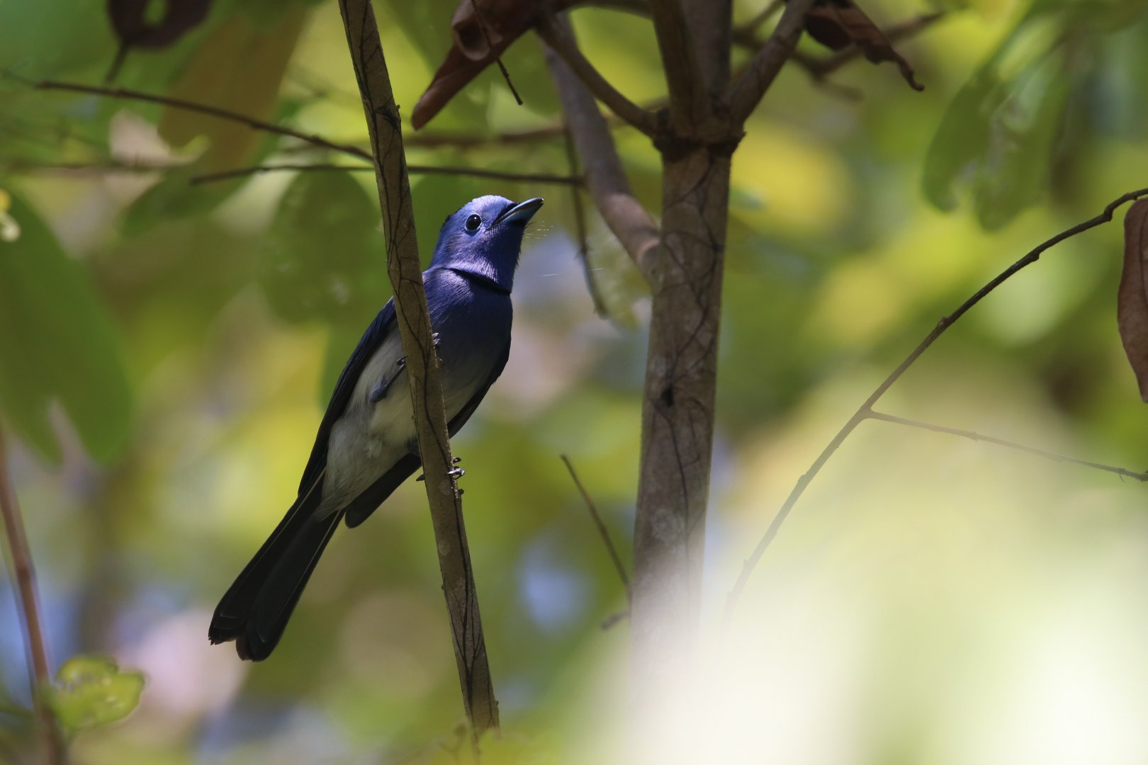 Black-naped monarch (Koh Kood)