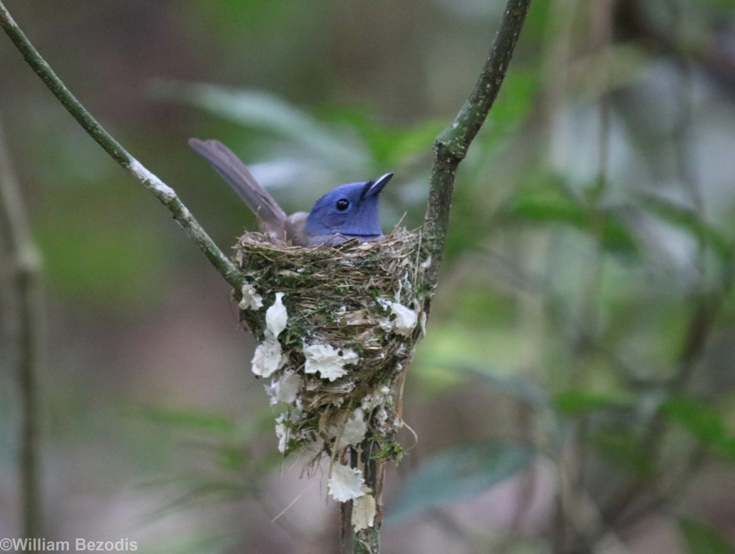 Black-naped Monarch on Nest - Kaeng Krachan National Park