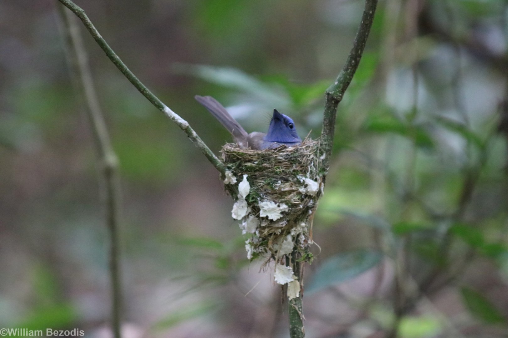 Black-naped Monarch on Nest - Kaeng Krachan National Park