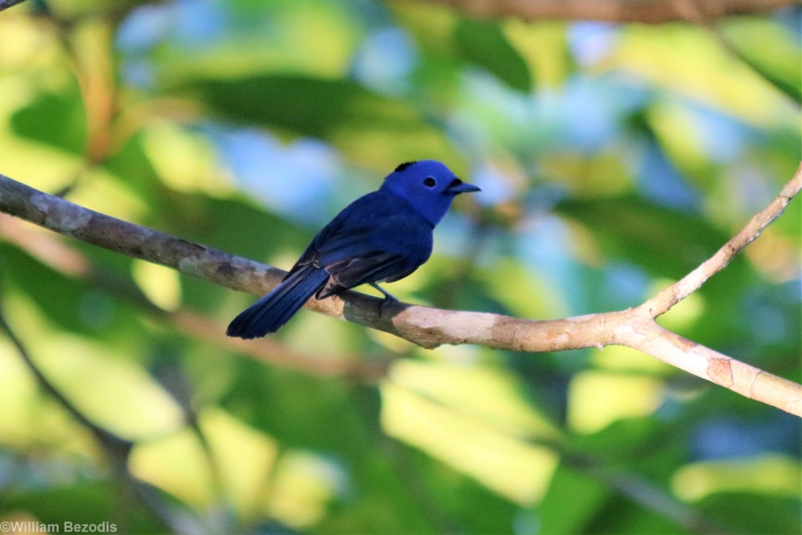 Black-naped Monarch - Sepilok