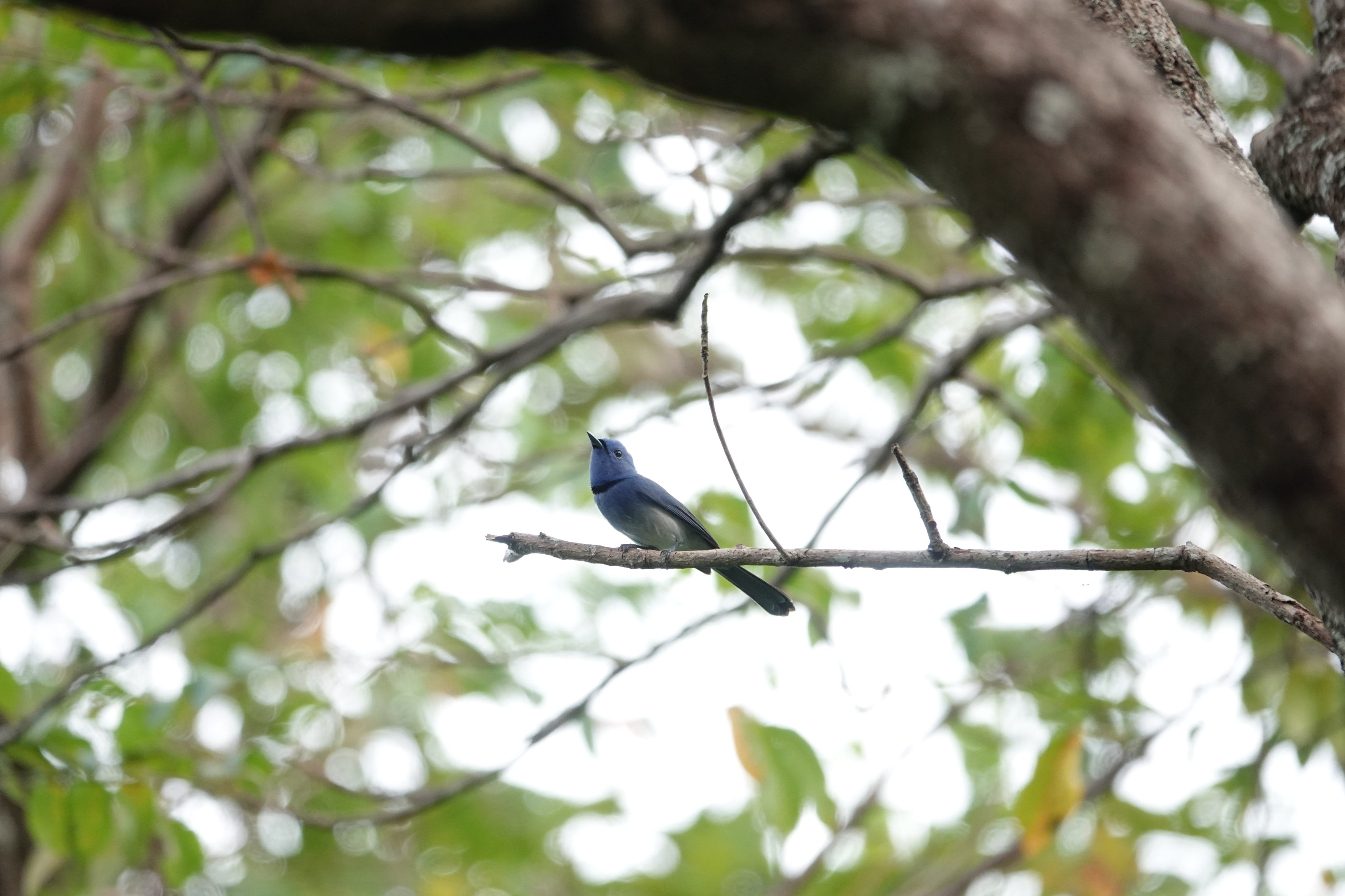 Black-naped Monarch