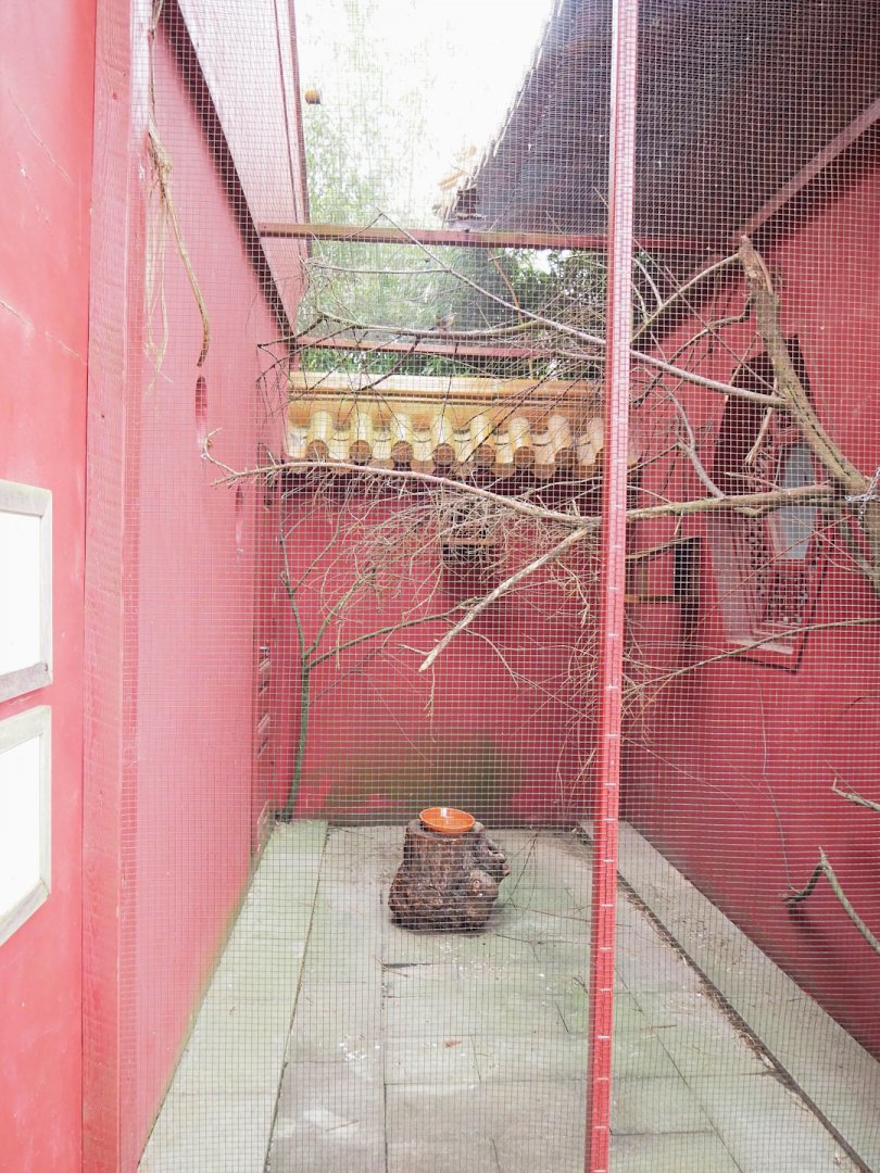 Black-naped oriole and Red-billed Leiothrix aviary, 2023-05-15