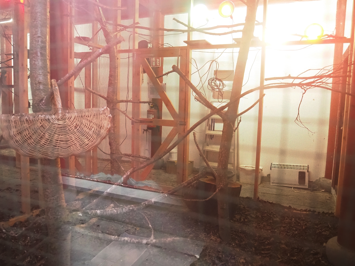 Black-naped oriole and Red-billed Leiothrix indoor aviary, 2023-05-15