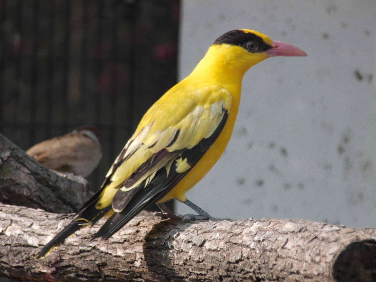 Black-naped oriole at Shanghai zoo 2014-4-3