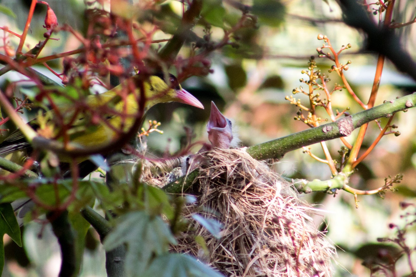 Black-naped oriole feeding chick