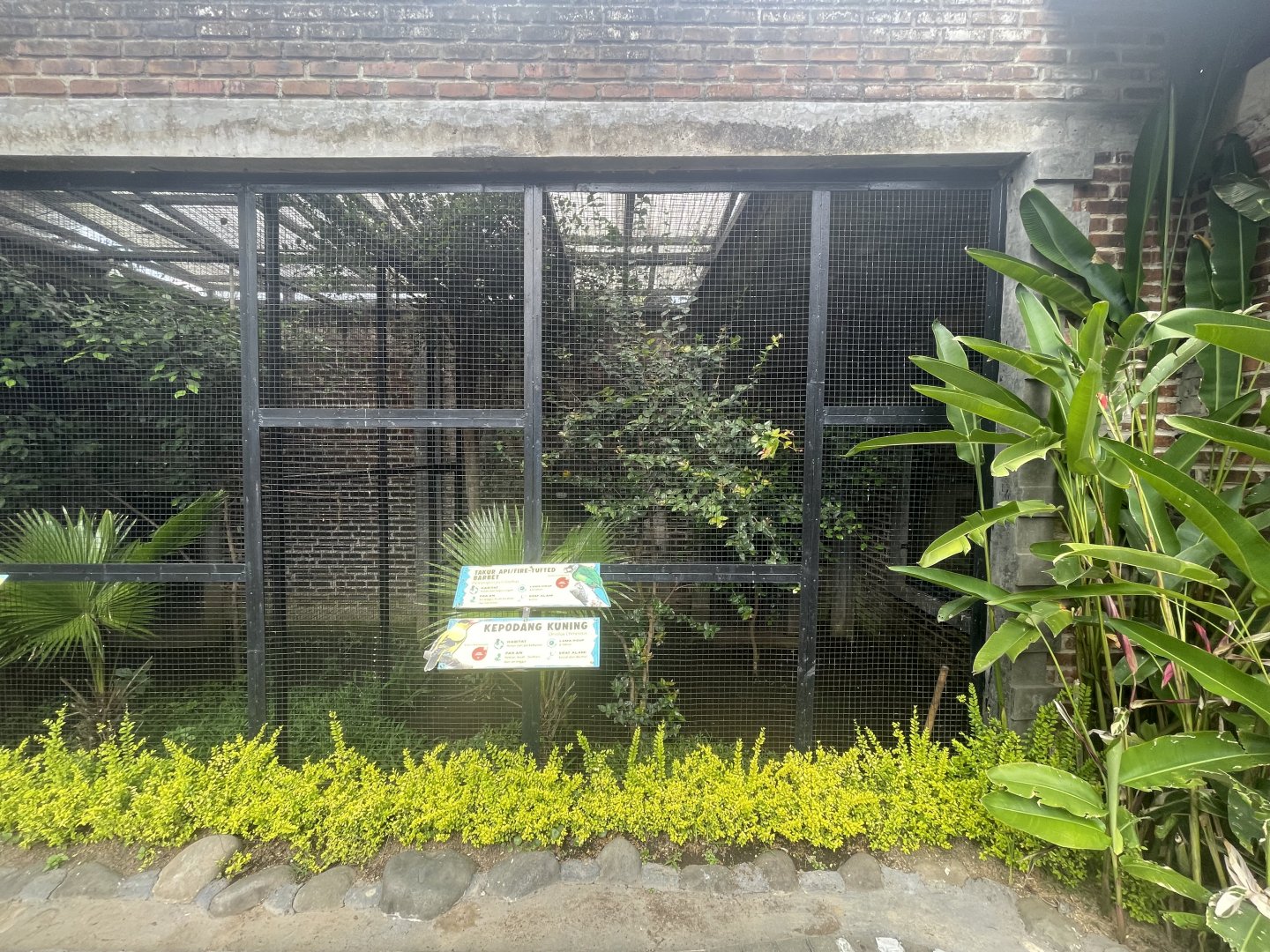 black-naped oriole & fire-tufted barbet exhibit