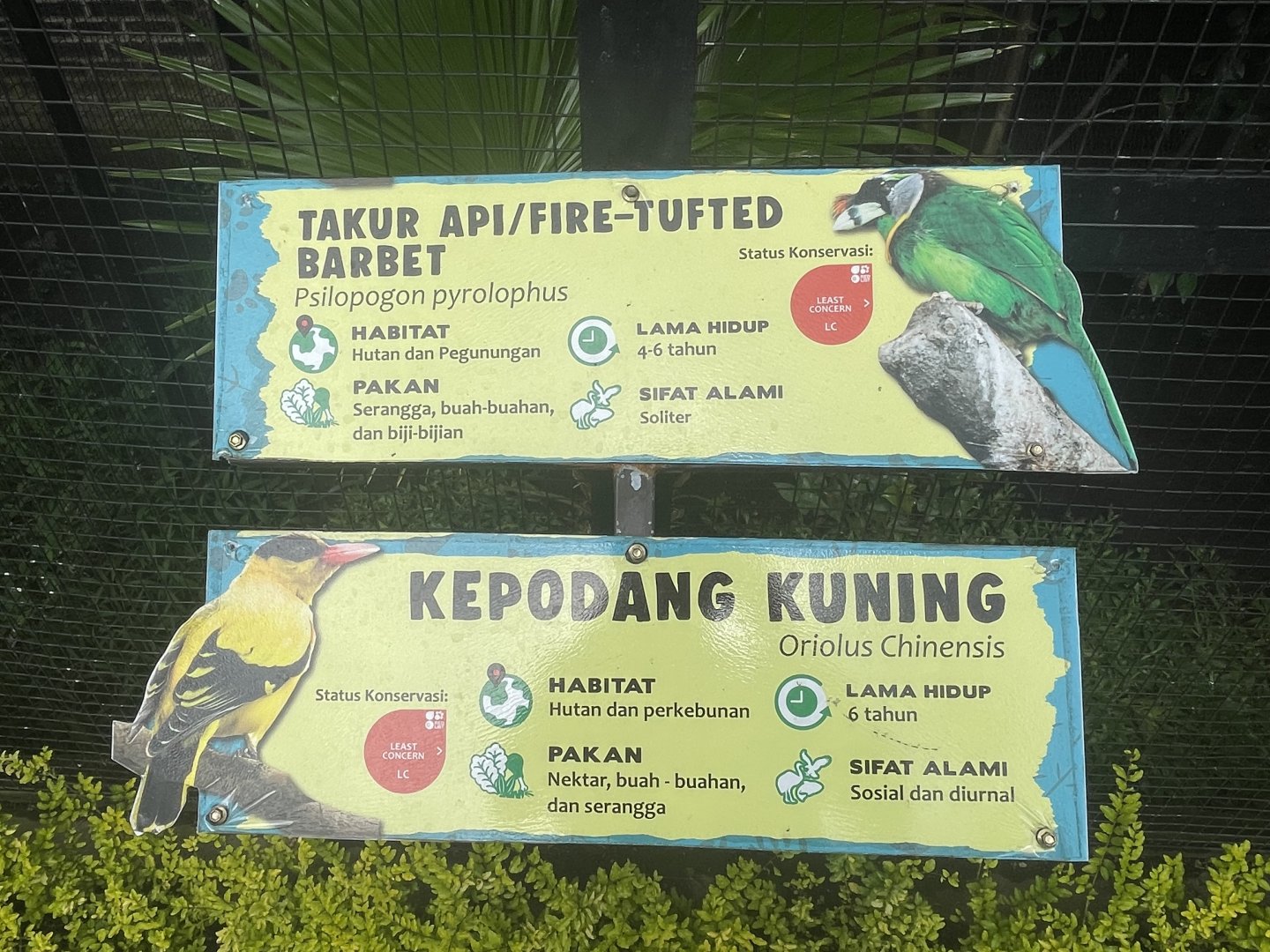 black-naped oriole & fire tufted barbet signage