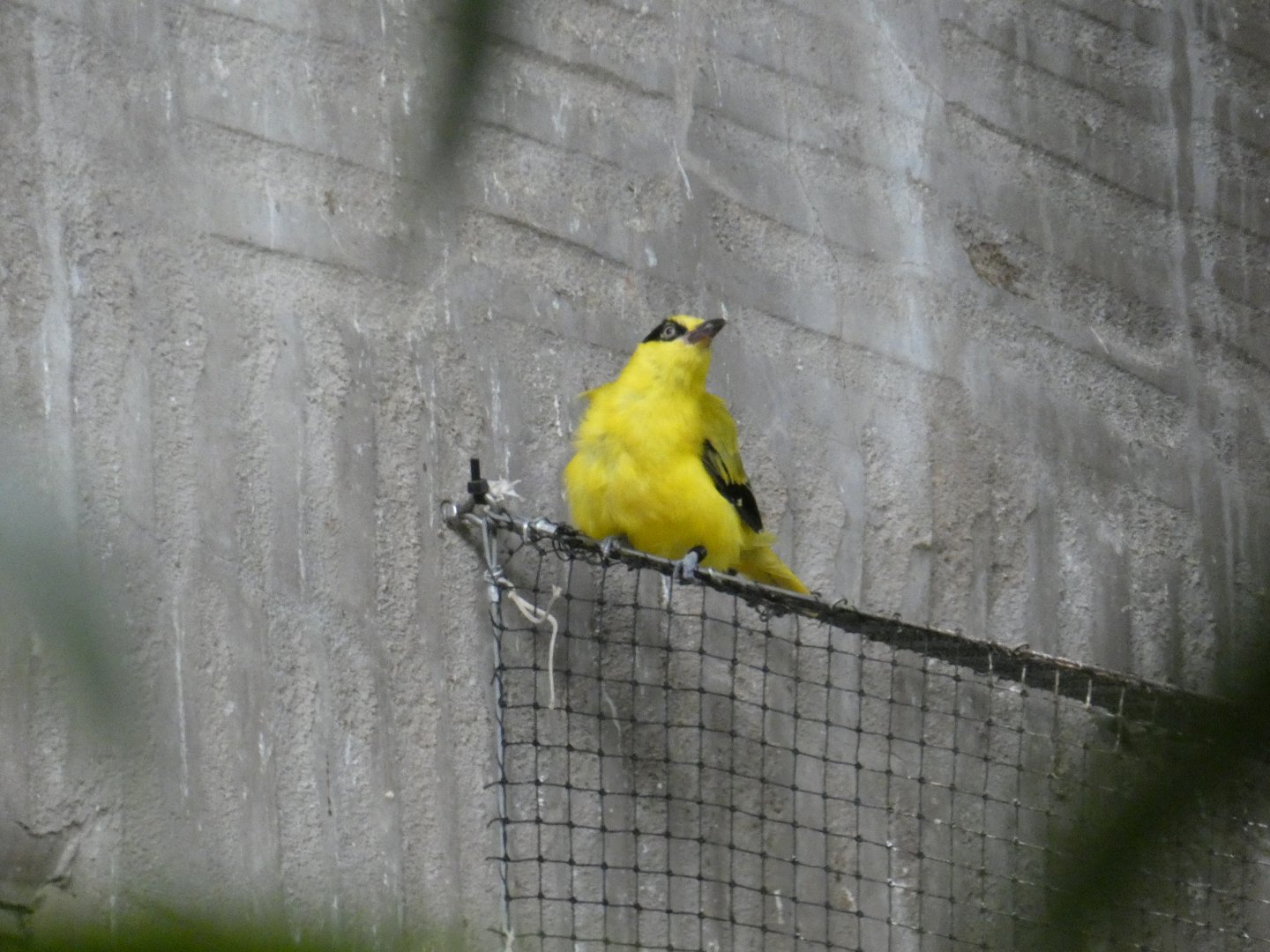 Black-naped oriole in Tropical Realm