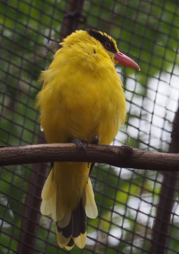 Black-naped oriole (Oriolus chinensis), 2020-09-03