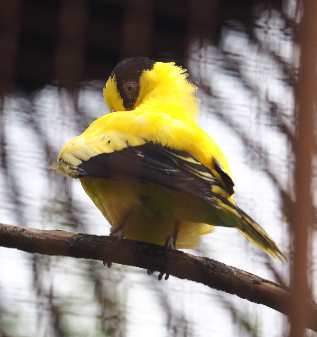 Black-naped oriole (Oriolus chinensis), 2022-09-15