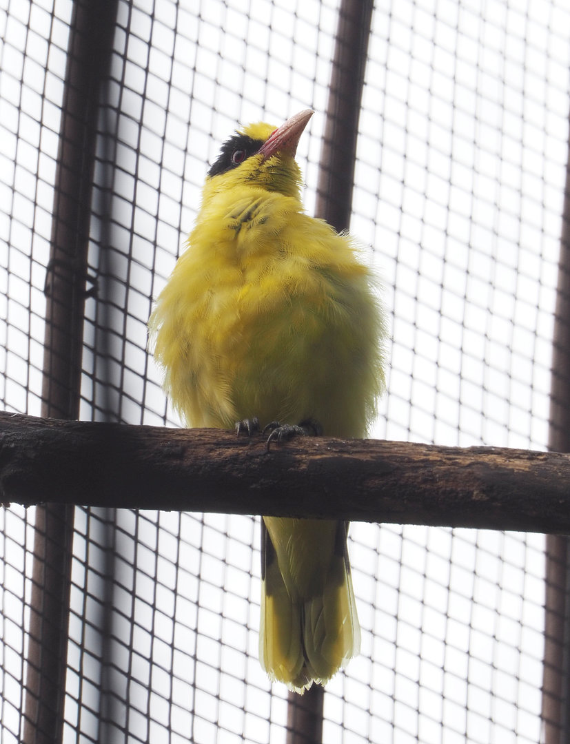 Black-naped oriole (Oriolus chinensis), 2022-09-15