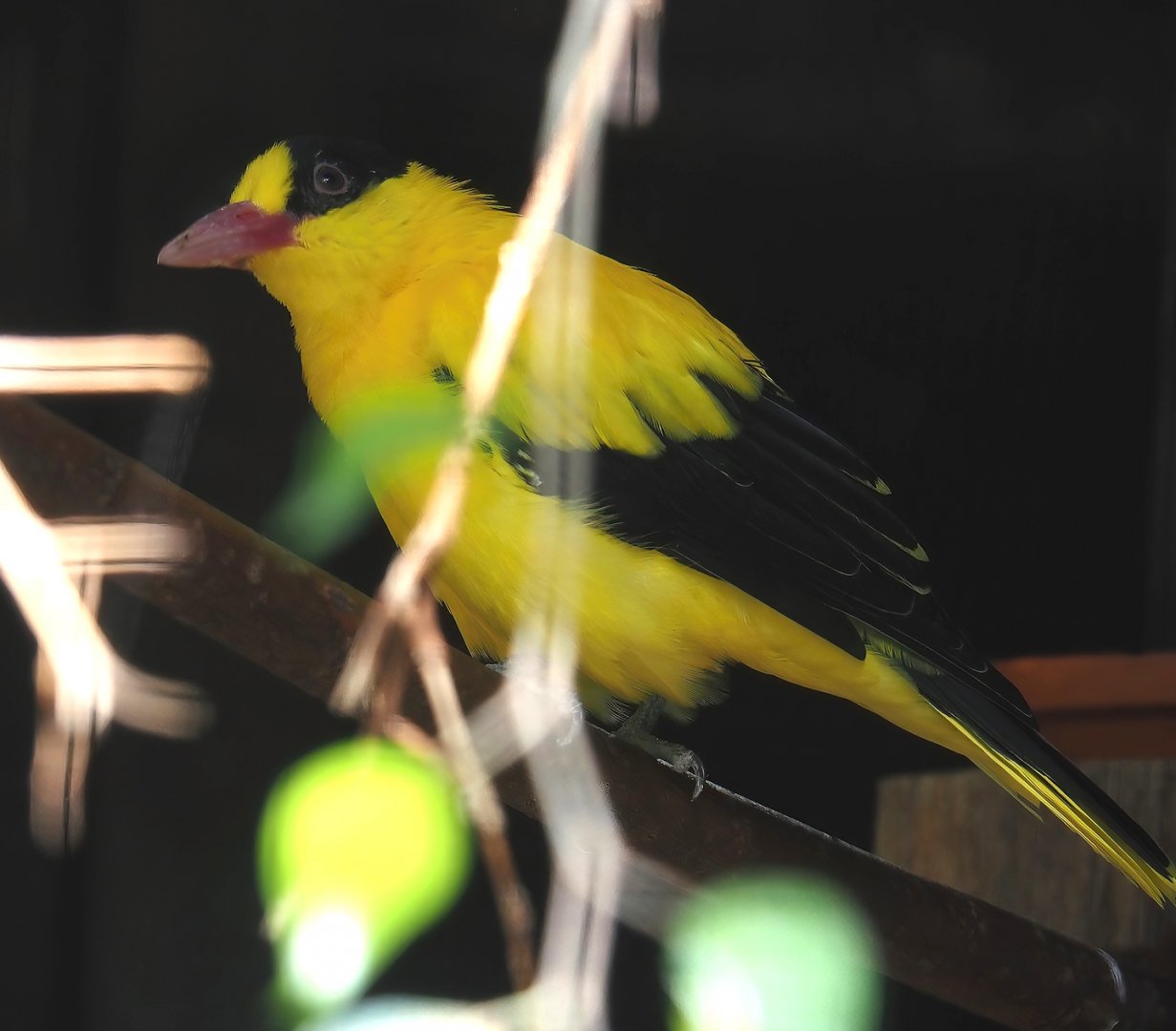 Black-naped oriole (Oriolus chinensis), 2024-09-17