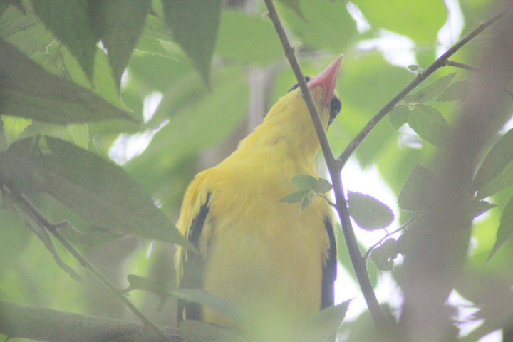 Black-naped oriole (Oriolus chinensis maculatus)