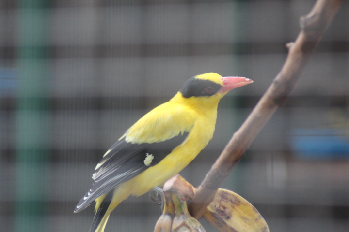 Black-naped oriole (Oriolus chinensis maculatus)