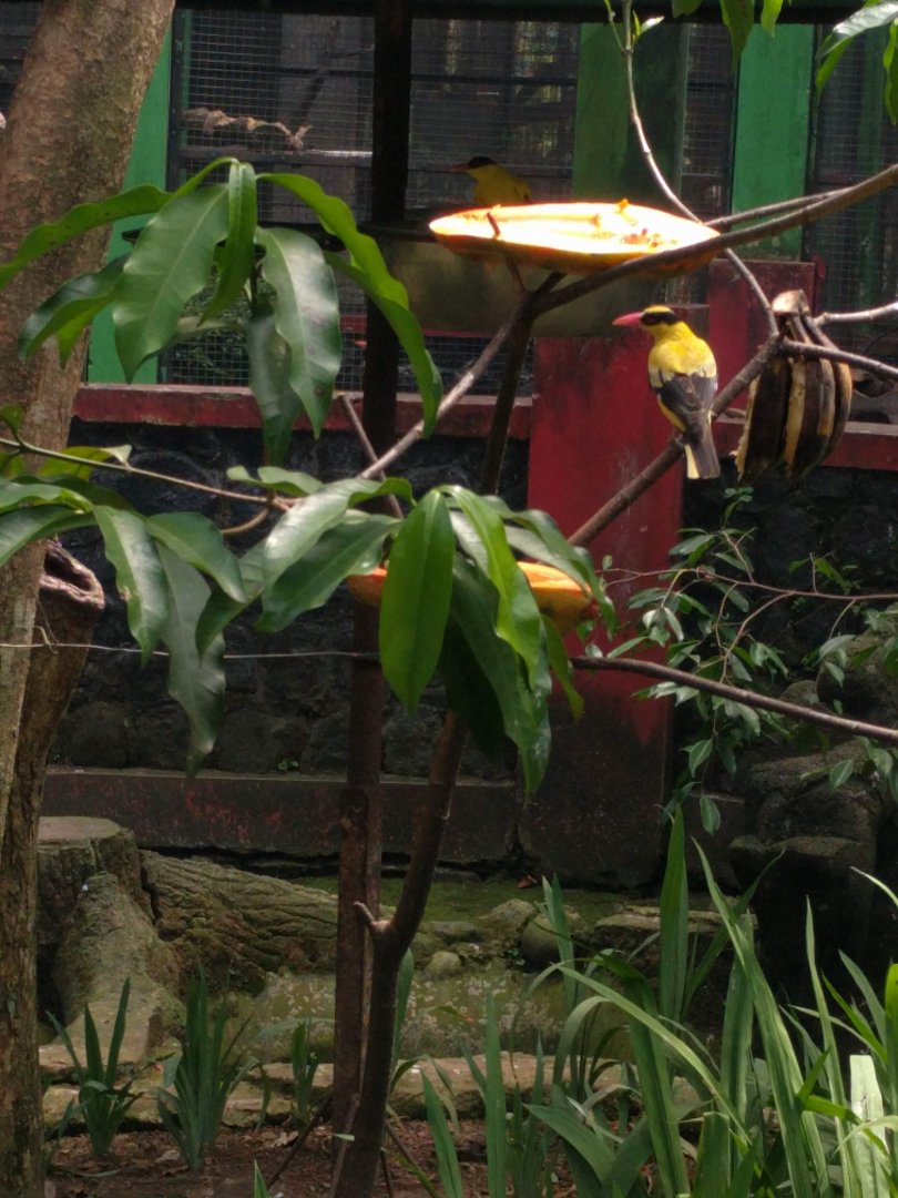 Black-naped Oriole (Oriolus chinensis) - Taru Jurug Zoo