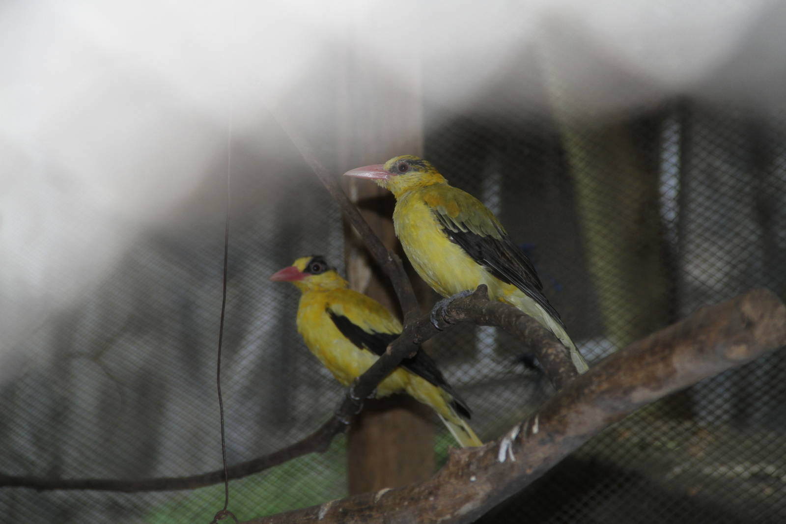 Black-naped Oriole (Oriolus chinensis)