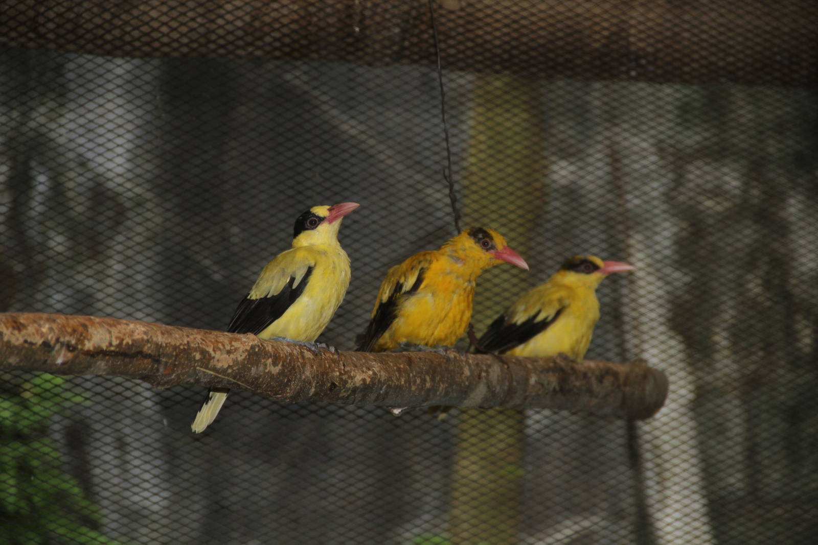 Black-naped Oriole (Oriolus chinensis)