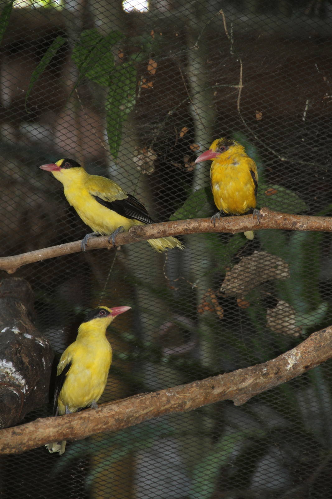Black-naped Oriole (Oriolus chinensis)