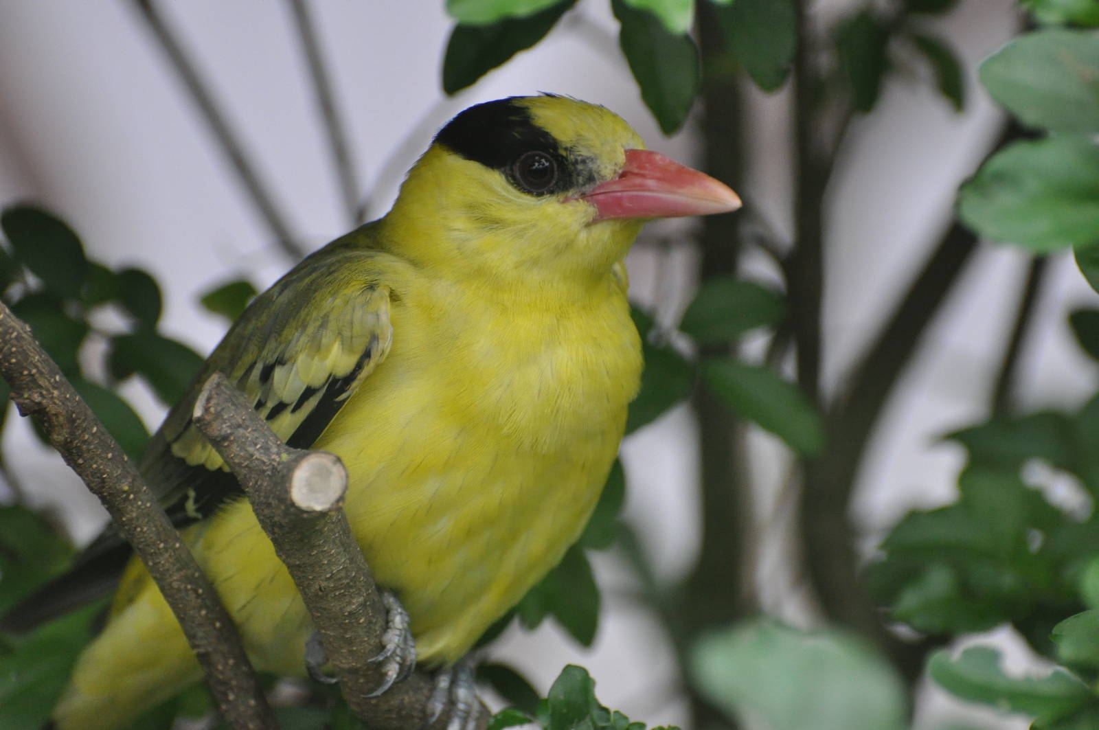 Black-naped oriole/ Oriolus chinensis