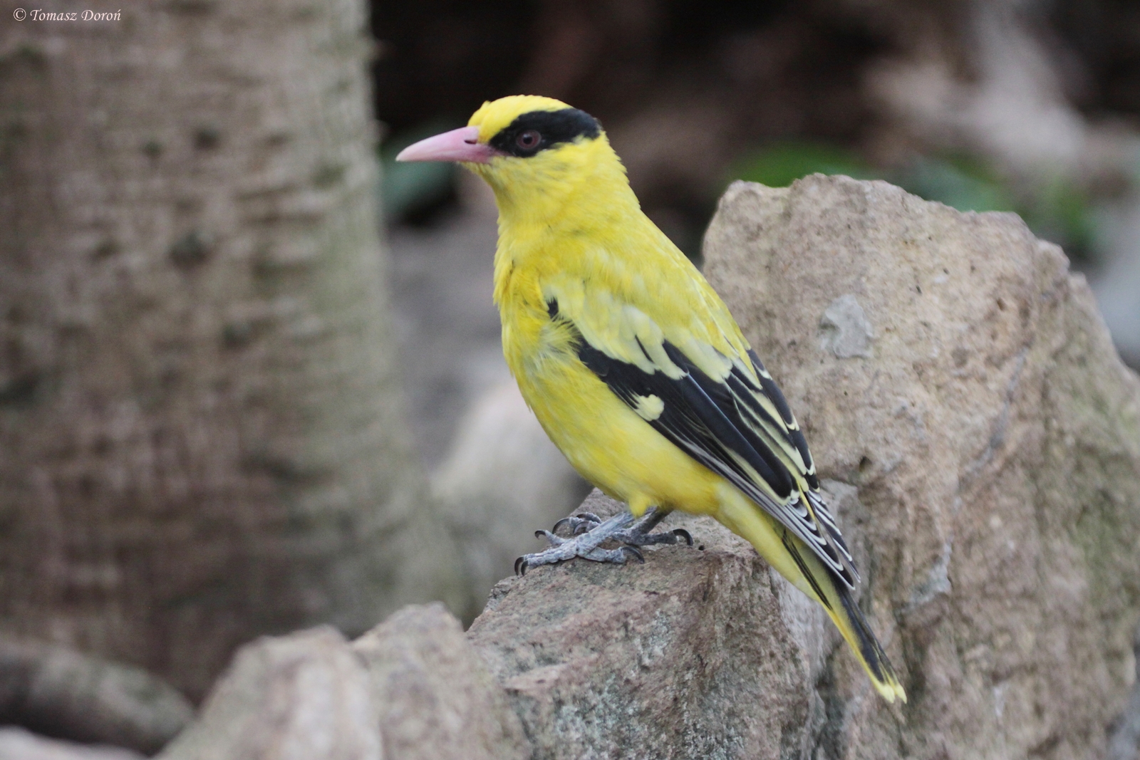 Black-naped Oriole (Oriolus chinensis)
