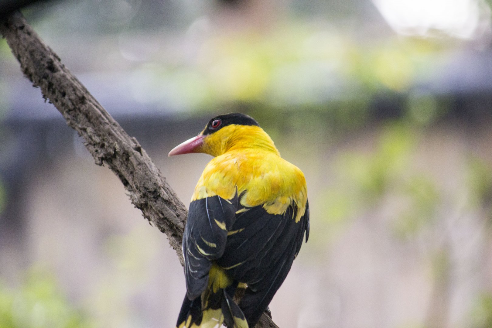 Black-naped oriole, Oriolus chinensis