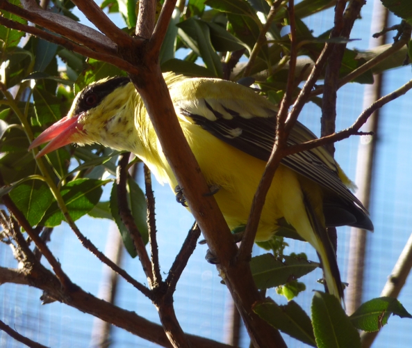 Black-naped oriole (Oriolus chinensis)