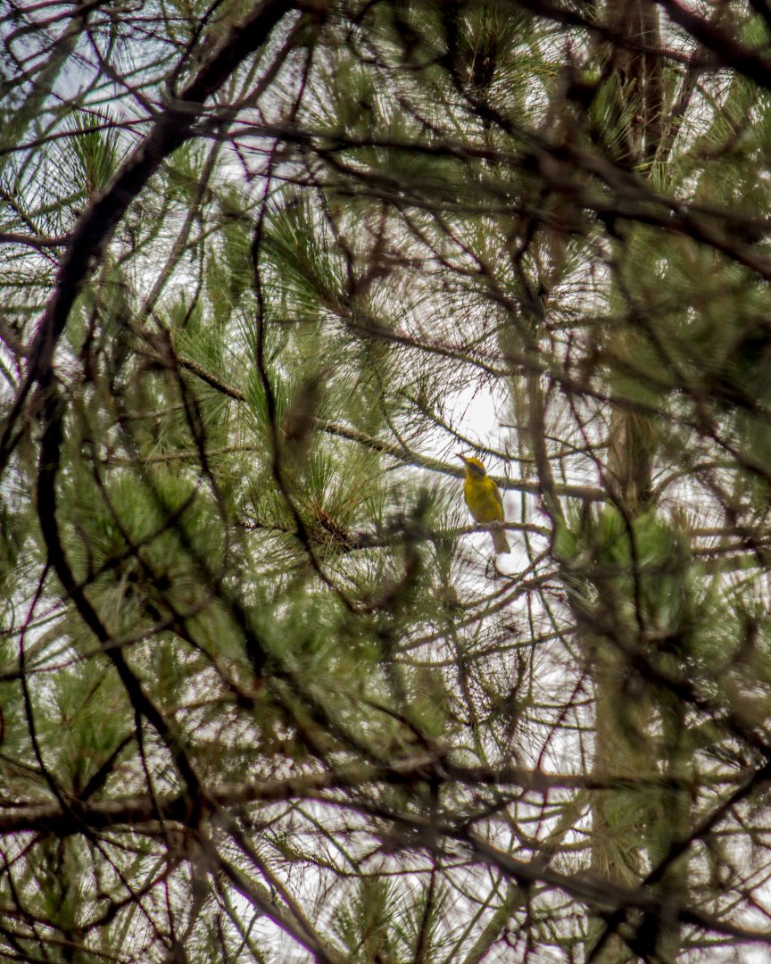 Black-naped oriole, Oriolus chinensis