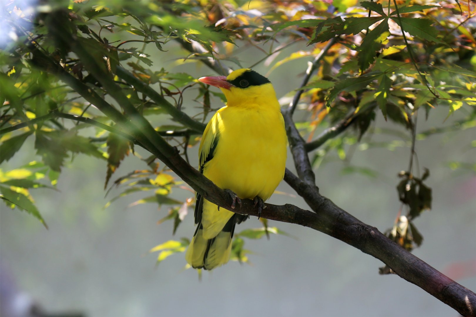 Black-naped Oriole (Oriolus chinensis)