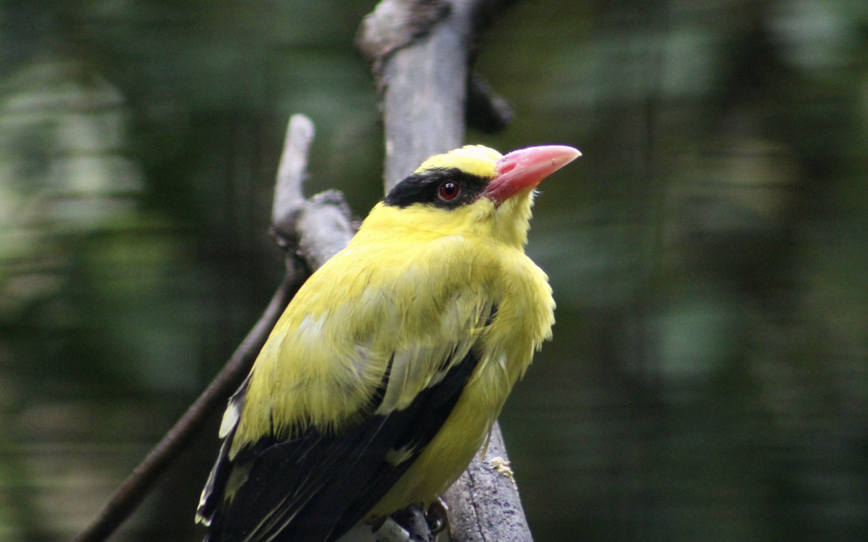 Black-Naped Oriole (Oriolus chinensis)