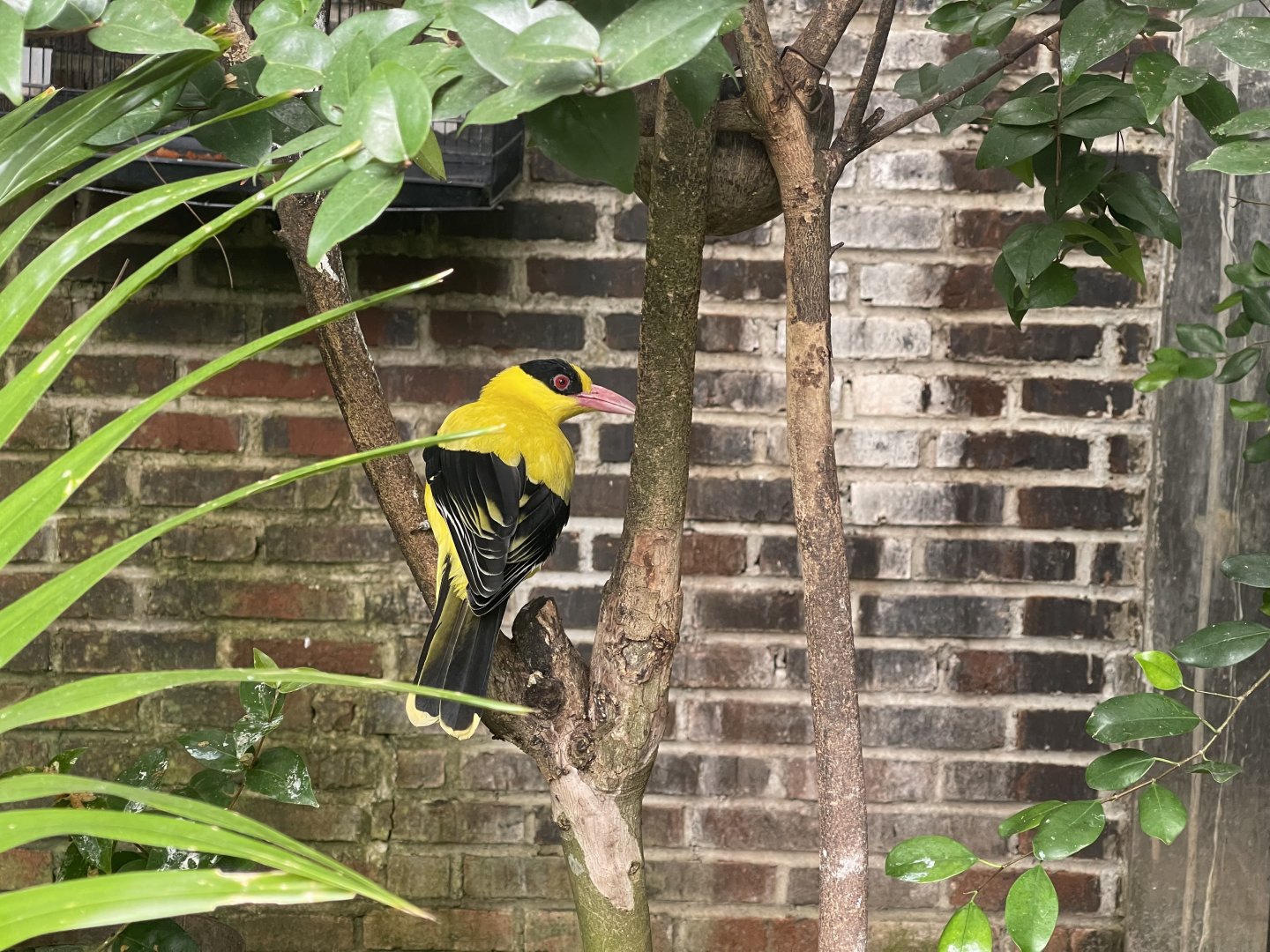 black-naped oriole (oriolus chinensis)