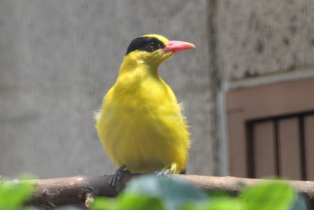 Black-naped Oriole