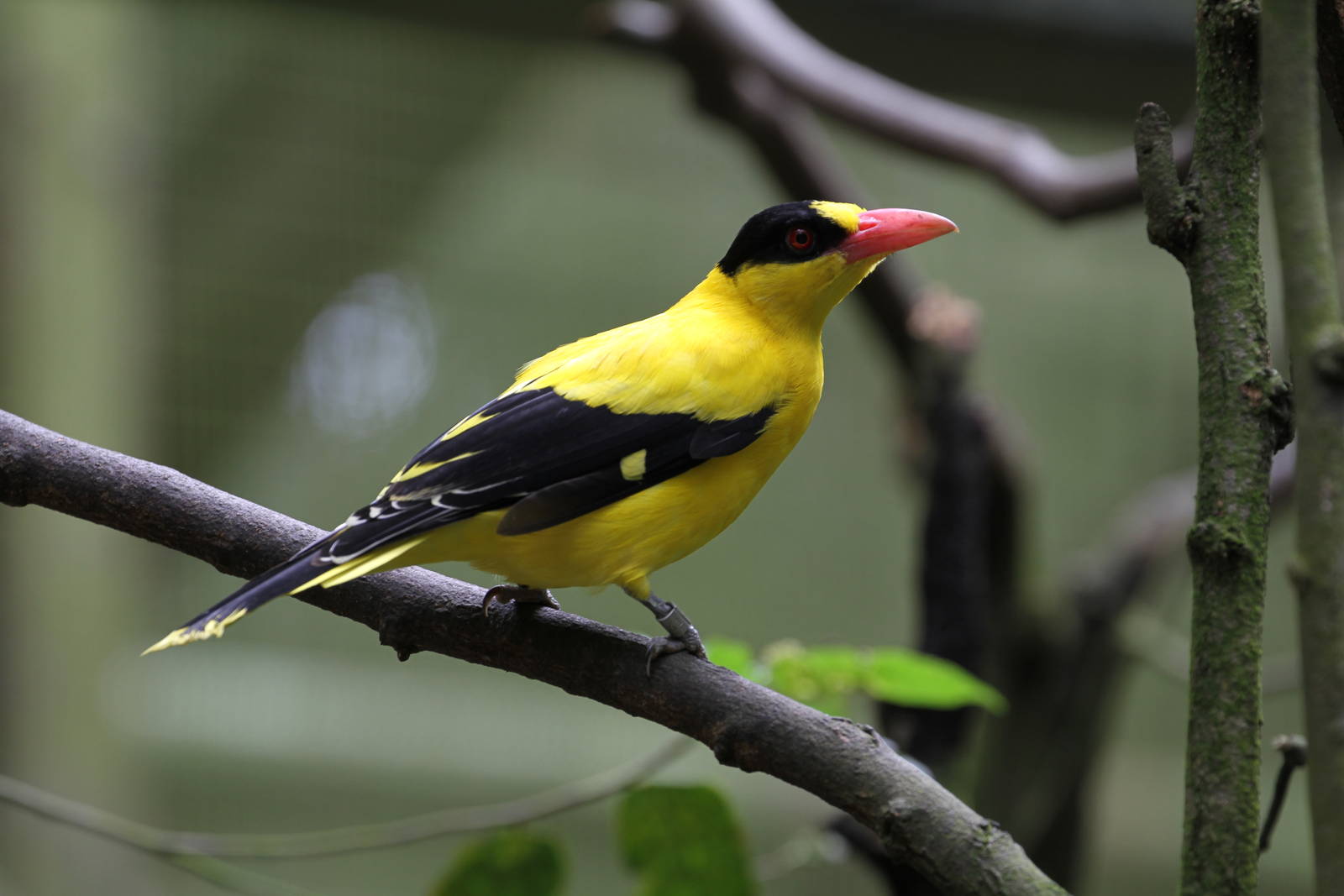 Black-naped Oriole?