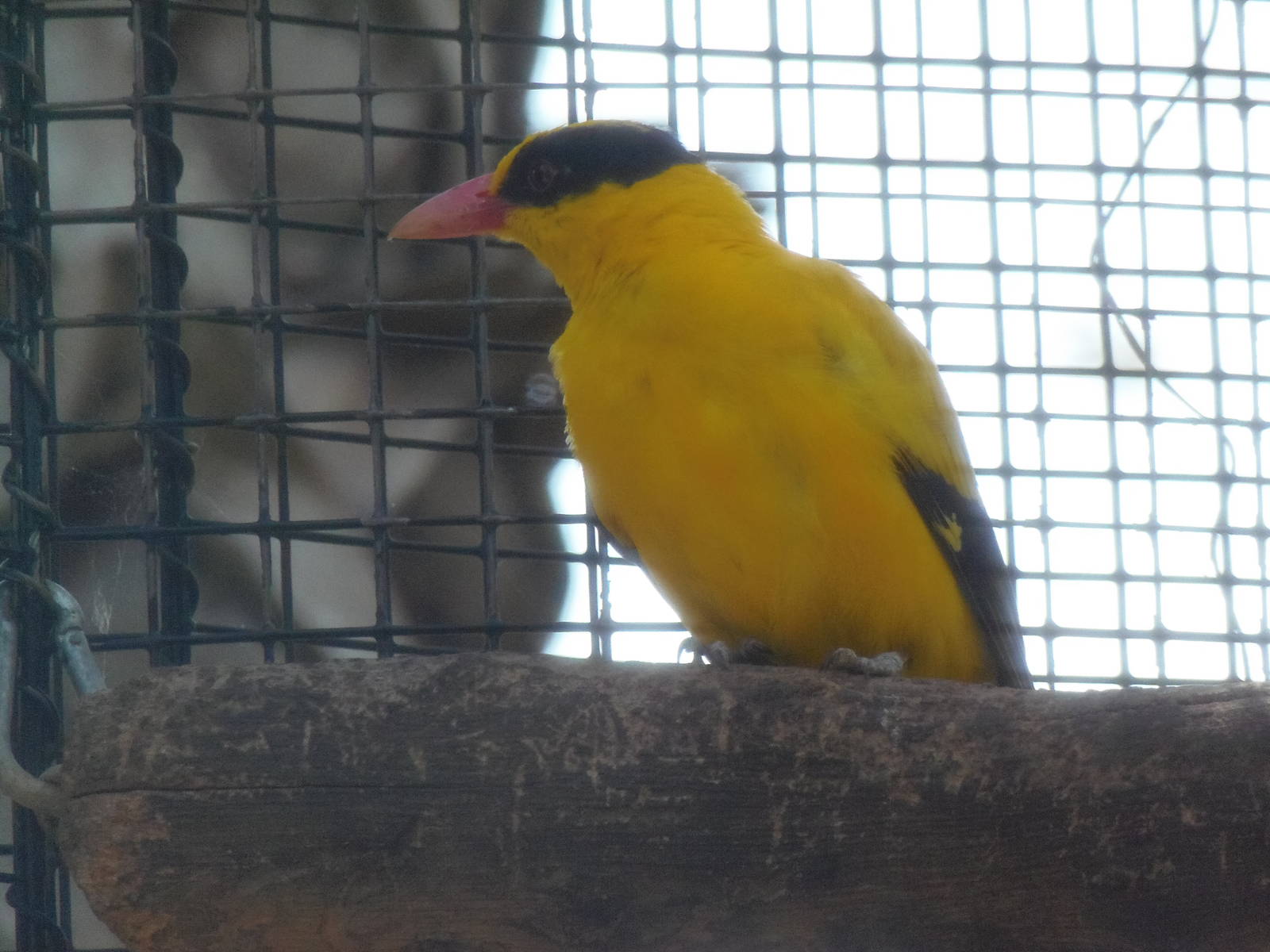 Black-Naped Oriole
