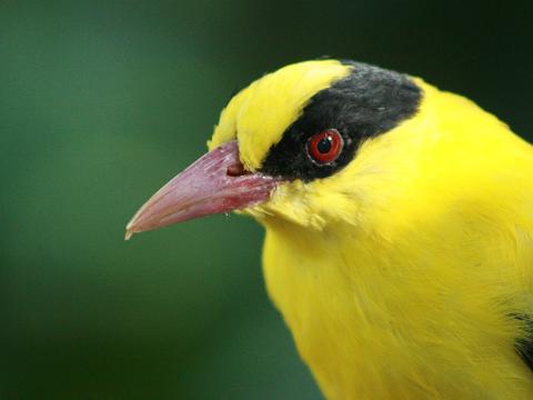 Black-naped Oriole