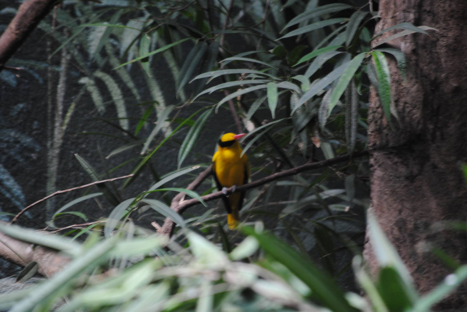 Black-Naped Oriole