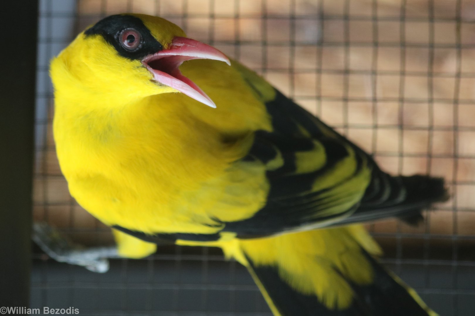 Black-naped Oriole