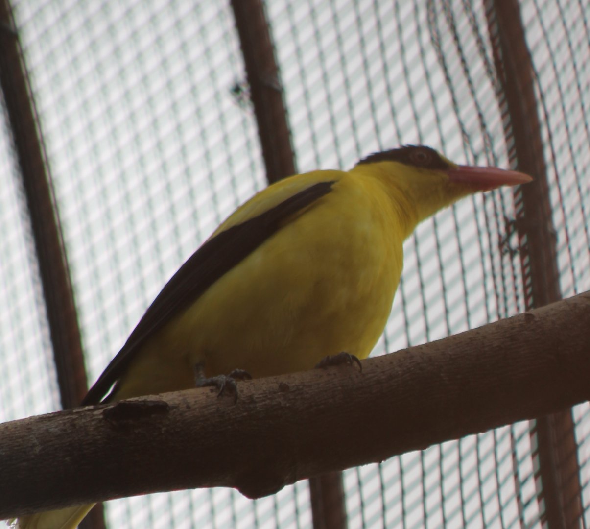 Black-naped oriole