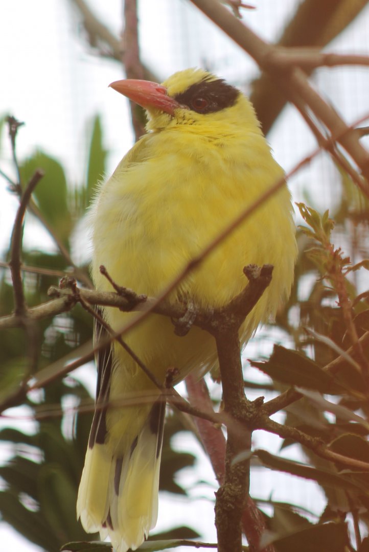 Black-naped oriole