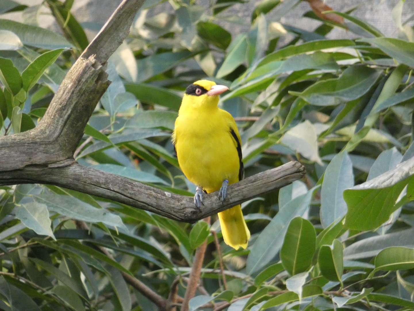 Black-naped Oriole